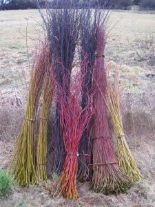 Basketry Willow 2011 Harvest
